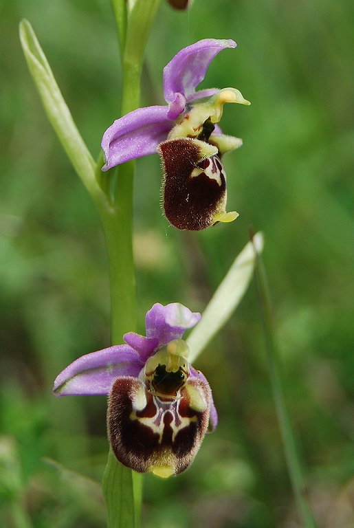 Ibrido Ophrys fuciflora x  Ophrys apifera ?